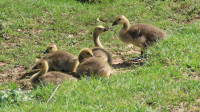 Canada-goslings